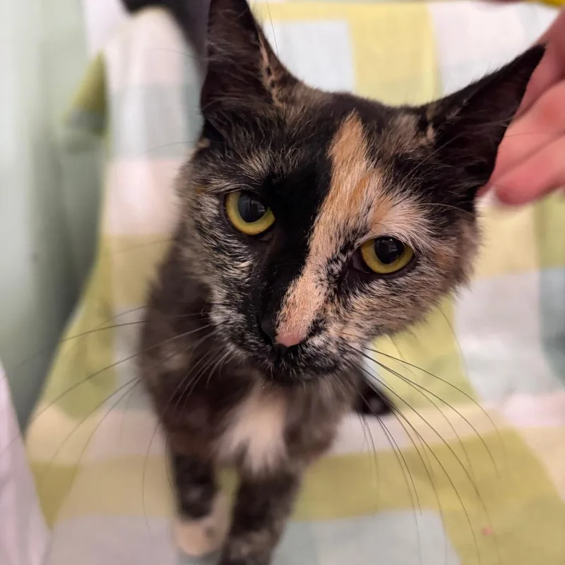 An adult medium-sized female Tortoiseshell Domestic Short Hair cat named Jo for adoption in West Point, MS