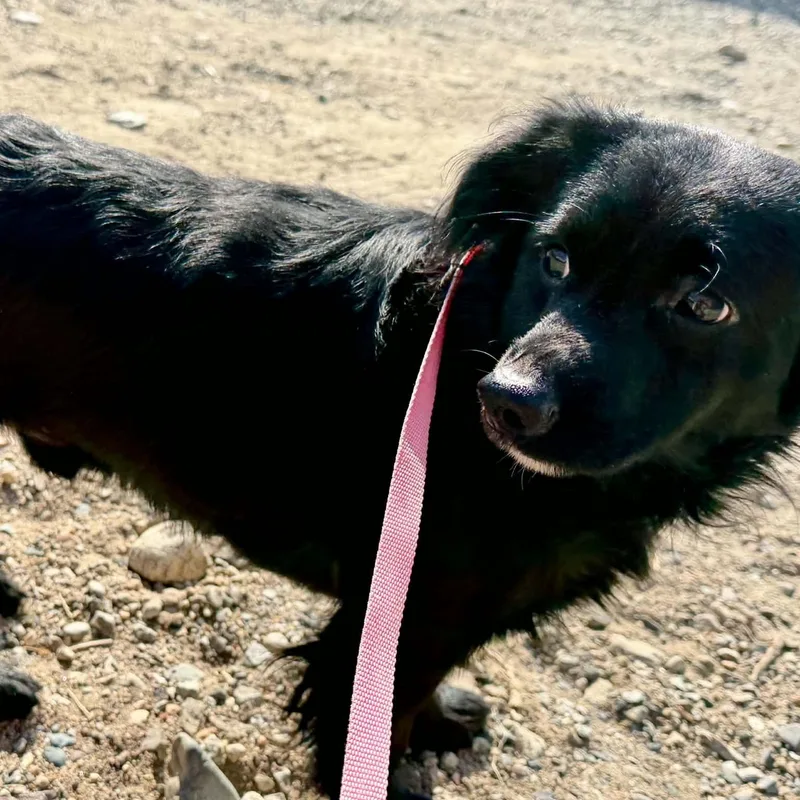 A young small-sized male Dachshund dog named Boy for adoption in Oroville, WA