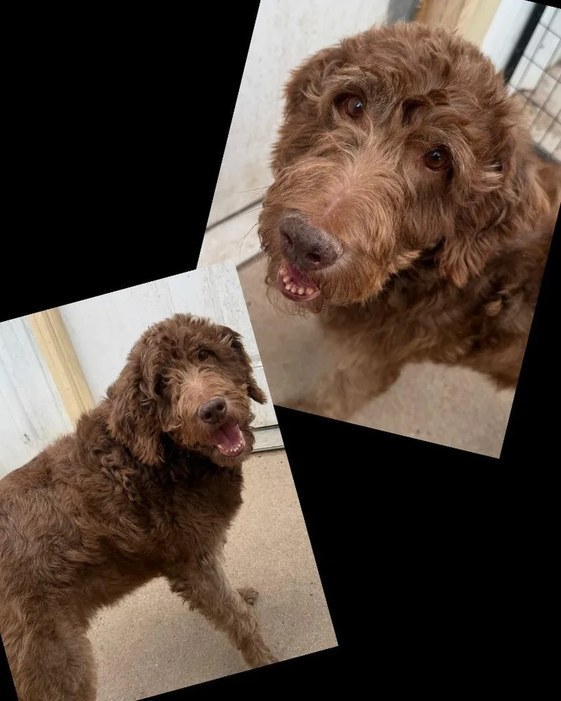 An adult large-sized male Poodle dog named Bo for adoption in Hastings, NE