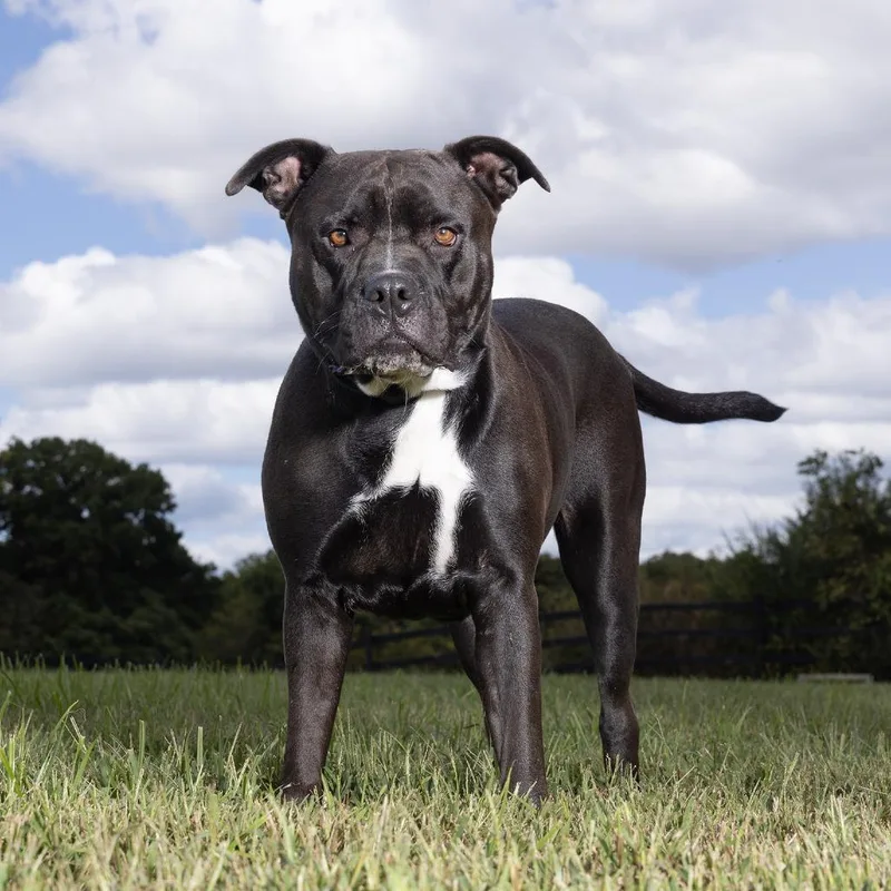 An adult medium-sized female Black Mixed Breed dog named Sushi for adoption in Franklin, TN