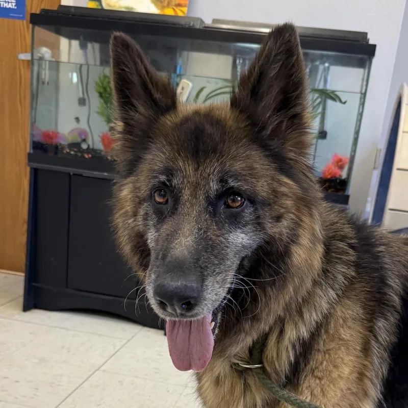 A senior large-sized female Black German Shepherd Dog dog named Sophie for adoption in Jacksonville, AR
