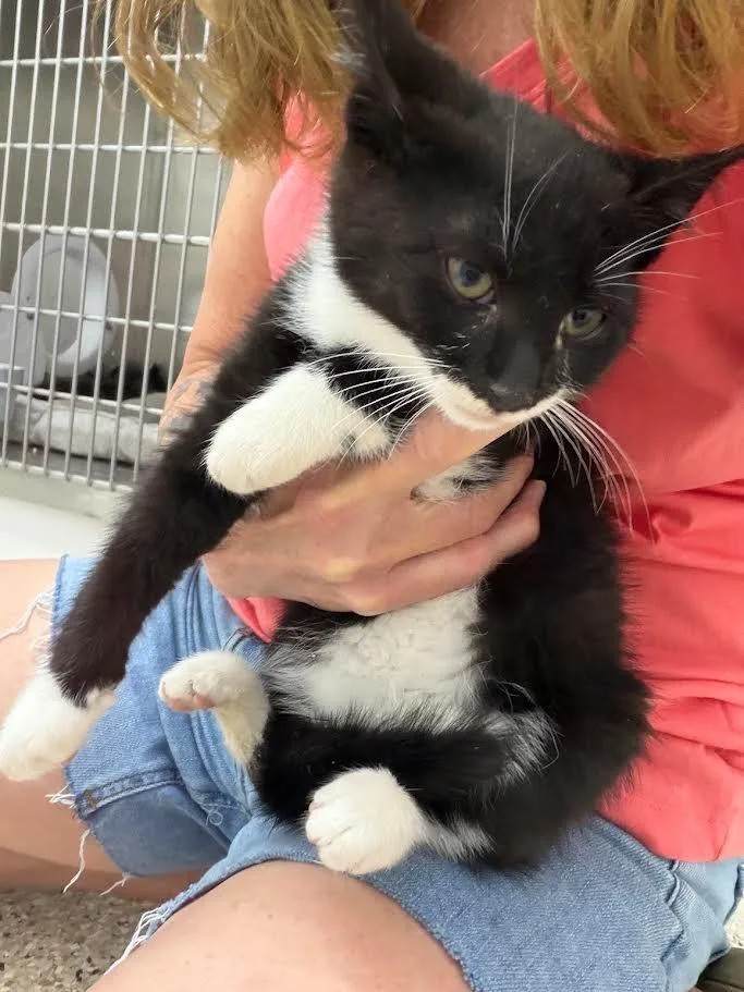 A baby large-sized male Domestic Short Hair cat named Quill for adoption in Glenfield, NY