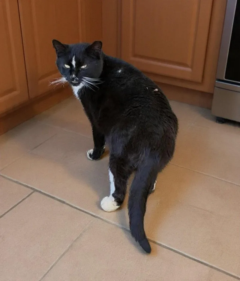 A young medium-sized male Domestic Short Hair cat named Eric  years for adoption in Sterling, MA