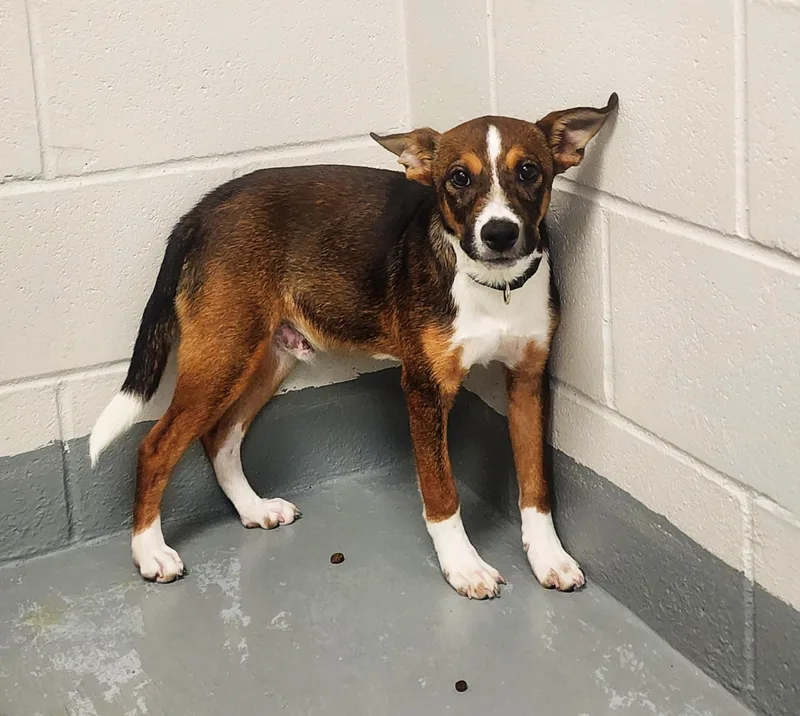 A young medium-sized male Tricolor (Brown, Black, & White) Terrier dog named Johnny Cash for adoption in Slidell, LA