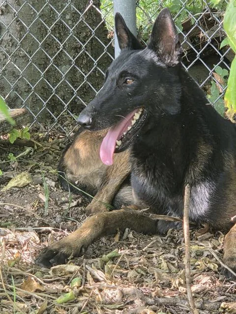 A young large-sized male Belgian Shepherd / Malinois dog named Tom Cruz for adoption in San Antonio, TX