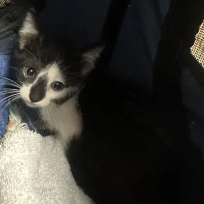 A baby small-sized male Domestic Short Hair cat named Bobbin for adoption in Chamblee, GA