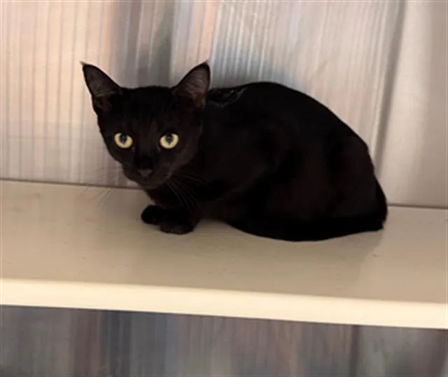 A young small-sized female Domestic Short Hair cat named Sweetea for adoption in Tustin, CA