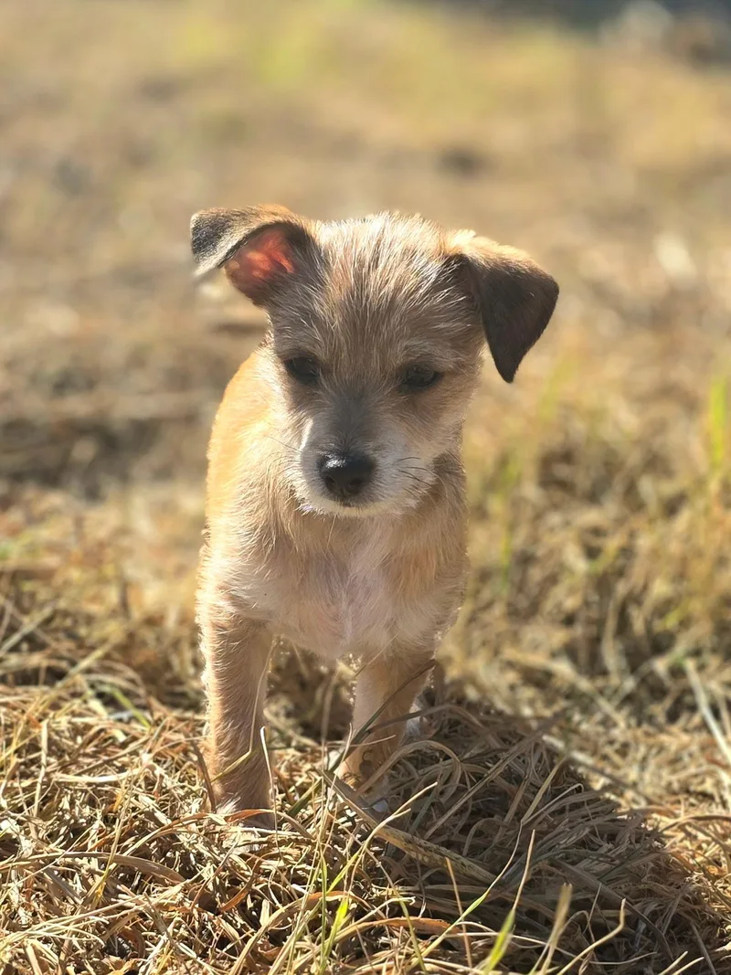 A baby small-sized male Terrier dog named Dusty for adoption in Penryn, CA