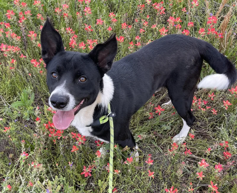 A young medium-sized male Black Border Collie dog named Bandit for adoption in Sadler, TX