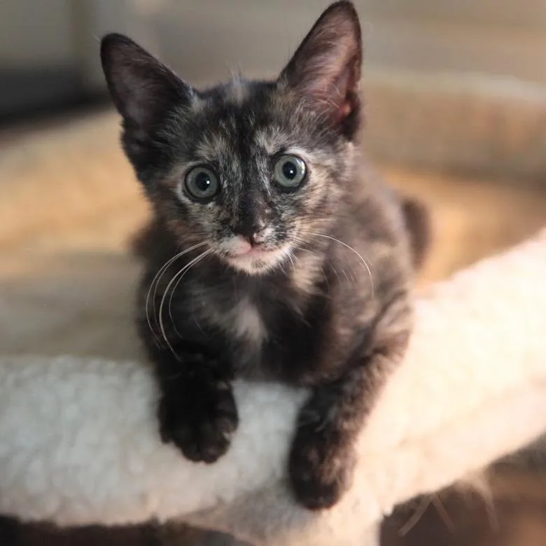 A baby small-sized female Brown / Chocolate Domestic Short Hair cat named Credenza for adoption in Charlotte, NC