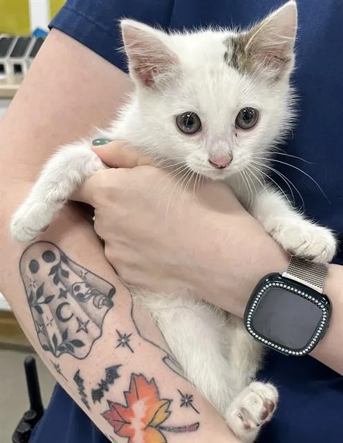 A baby small-sized male Domestic Short Hair cat named Lennox for adoption in Upper Marlboro, MD