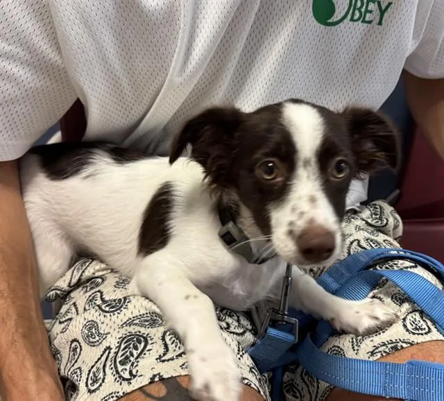 A baby small-sized male Terrier dog named Louie for adoption in Miami, FL