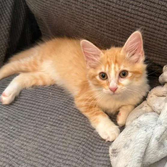 A baby small-sized female Domestic Long Hair cat named Cotton Candy for adoption in Woodstock, GA