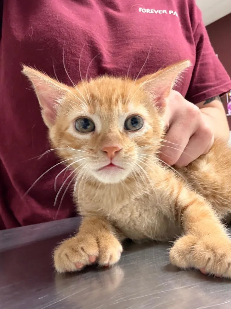 A baby medium-sized male Domestic Short Hair cat named Doki Doki for adoption in Fall River, MA