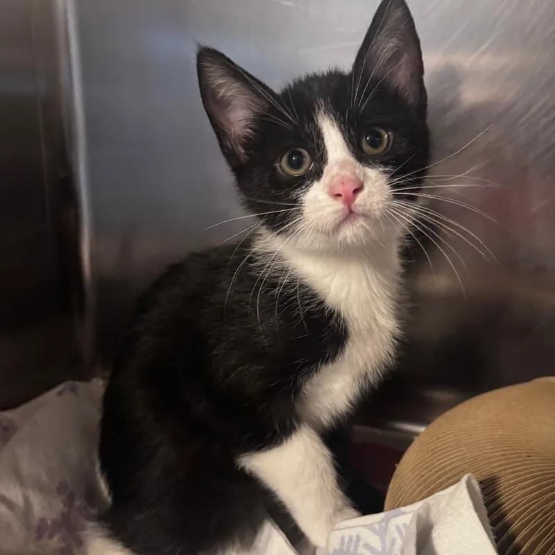 A baby small-sized male Black Domestic Short Hair cat named Toffee Nut for adoption in Belleville, IL