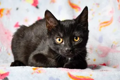 An adult small-sized female Domestic Short Hair cat named Darcy for adoption in Yakima, WA