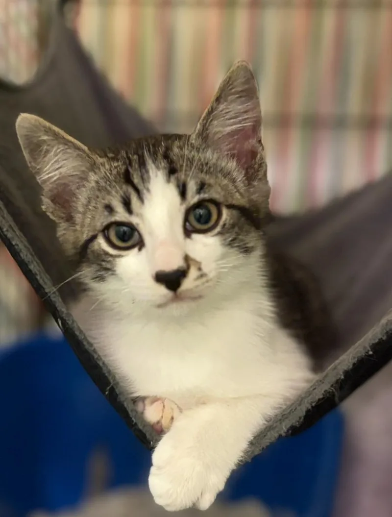 A baby medium-sized female Black & White / Tuxedo Domestic Short Hair cat named Bisque & Gazpacho for adoption in La Canada, CA