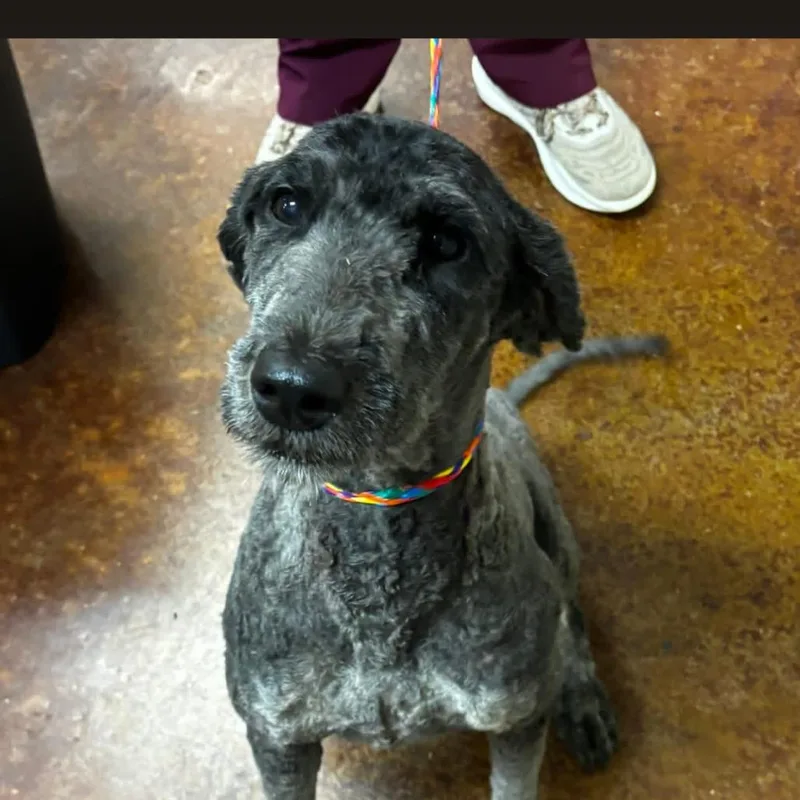An adult medium-sized female Black Poodle dog named Wendy for adoption in Hattiesburg, MS
