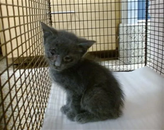 A baby small-sized male Domestic Short Hair cat named Marty for adoption in Miami, FL