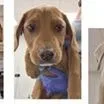 A baby small-sized male Yellow / Tan / Blond / Fawn Hound dog named Criss for adoption in Clearwater, FL