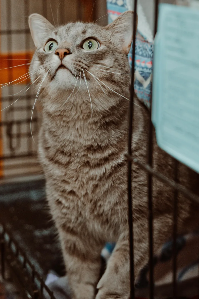 An adult medium-sized male Domestic Short Hair cat named Wilhelm for adoption in Le Mars, IA