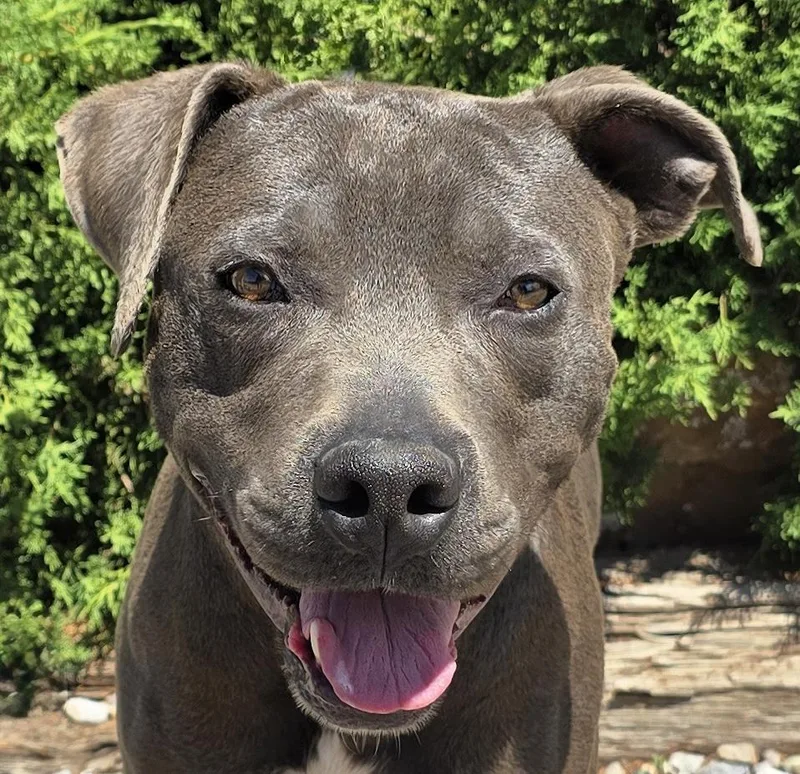 A young medium-sized male Gray / Blue / Silver American Staffordshire Terrier dog named Magnificent Mr Murrano for adoption in Albuquerque, NM