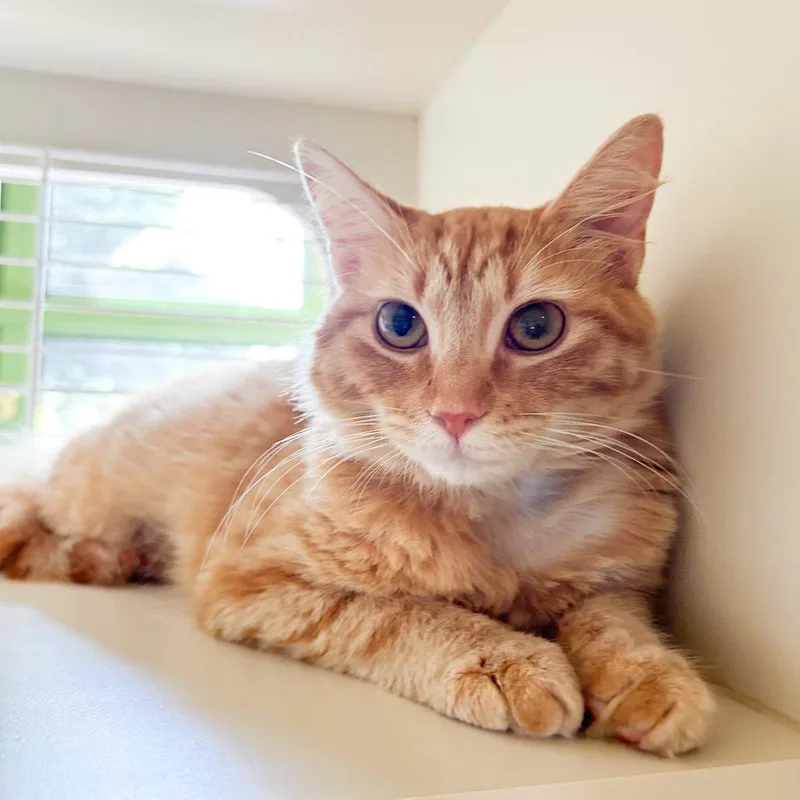 A young medium-sized female Orange / Red Domestic Short Hair cat named Tangerine for adoption in Kailua Kona, HI