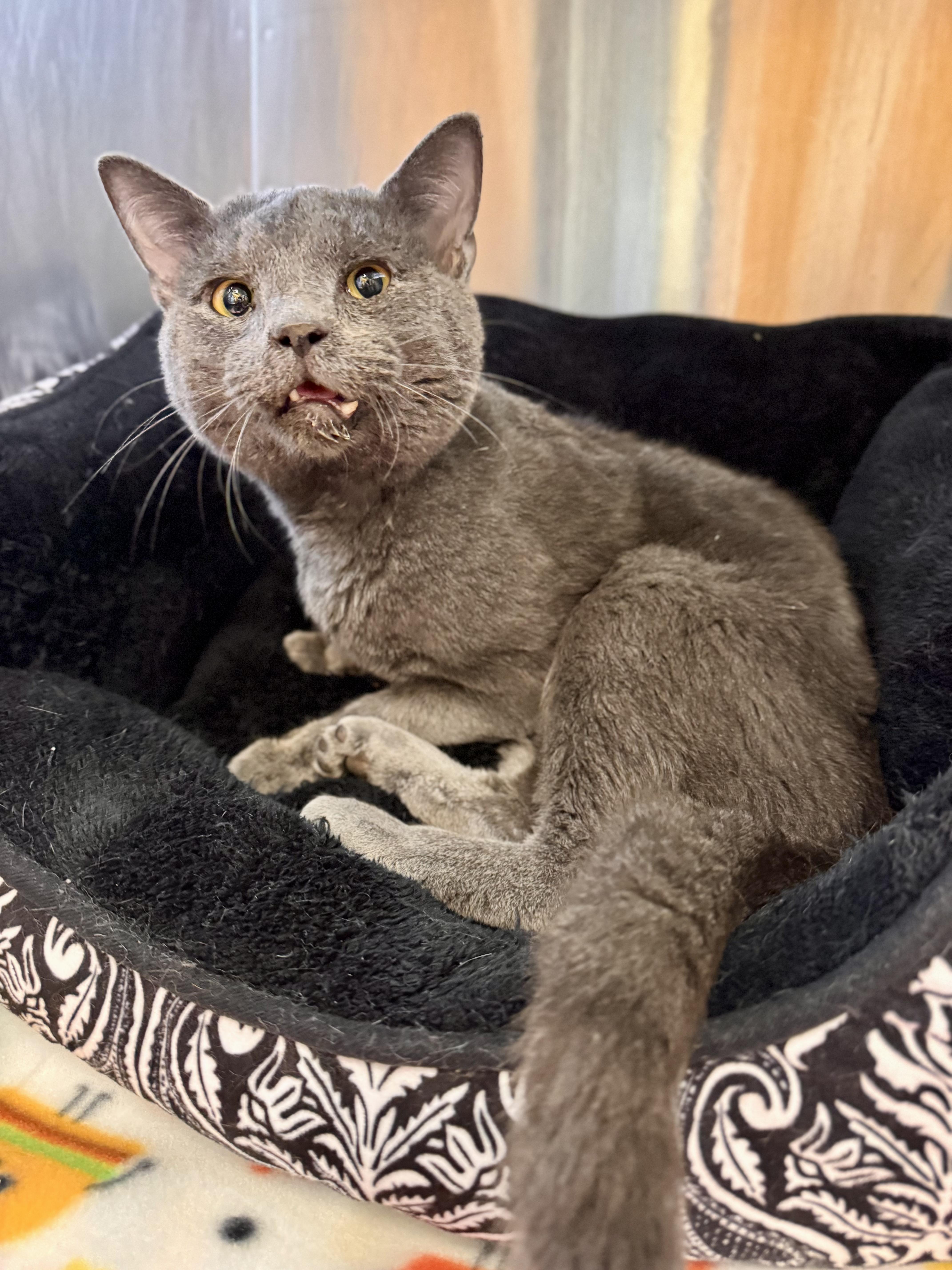 An adult medium-sized male Gray / Blue / Silver Domestic Short Hair cat named Raisin for adoption in Midland, MI