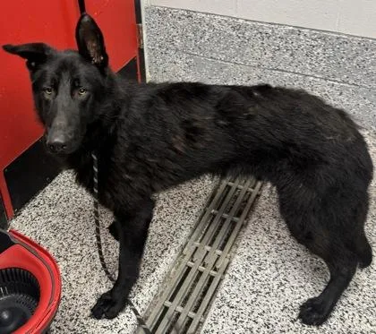 An adult large-sized male German Shepherd Dog dog named Hans for adoption in West Chester, PA