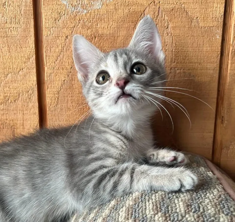 A baby medium-sized female Domestic Short Hair cat named Peach for adoption in Sullivan, MO