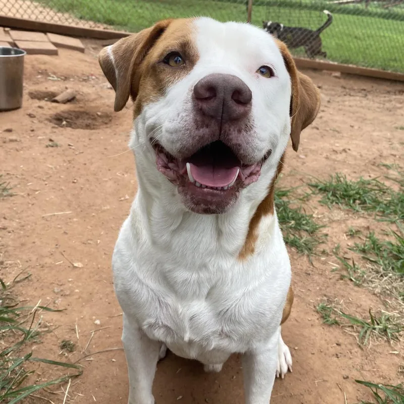 An adult medium-sized male Red / Chestnut / Orange Pit Bull Terrier dog named Malcolm for adoption in Stillwater, OK