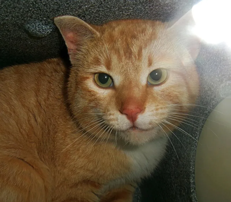 An adult medium-sized male Orange / Red Domestic Short Hair cat named Mojave for adoption in Plover, WI