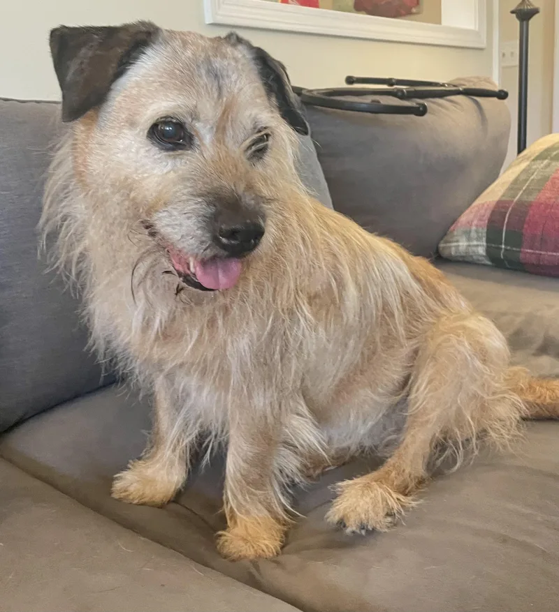 A senior medium-sized female Apricot / Beige Terrier dog named Ruthie for adoption in Clarkesville, GA