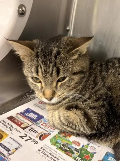 A baby medium-sized female Domestic Short Hair cat named Kelson for adoption in Knoxville, TN