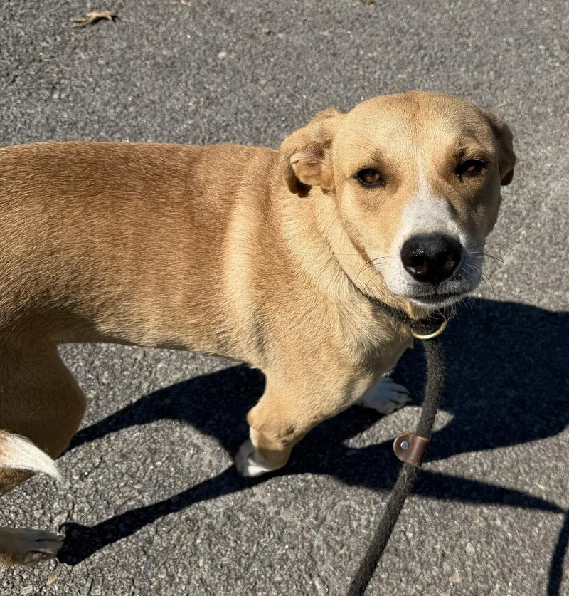 An adult medium-sized male Labrador Retriever dog named Gambit for adoption in Carrollton, GA
