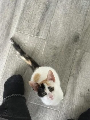 A baby small-sized female Domestic Short Hair cat named Blaire for adoption in Ringoes, NJ