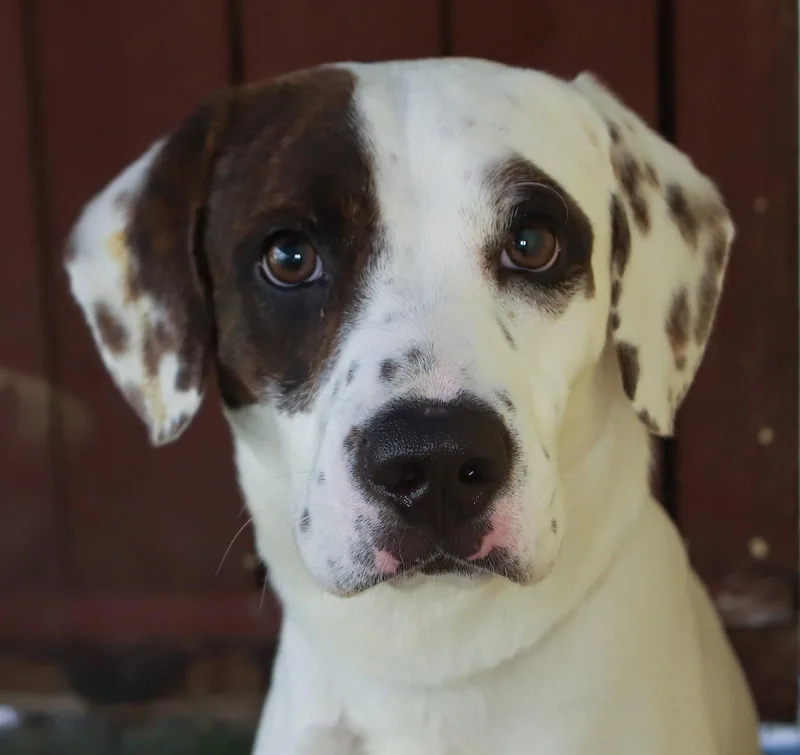 A young medium-sized male Harrier dog named Palmer for adoption in Oakland Park, FL