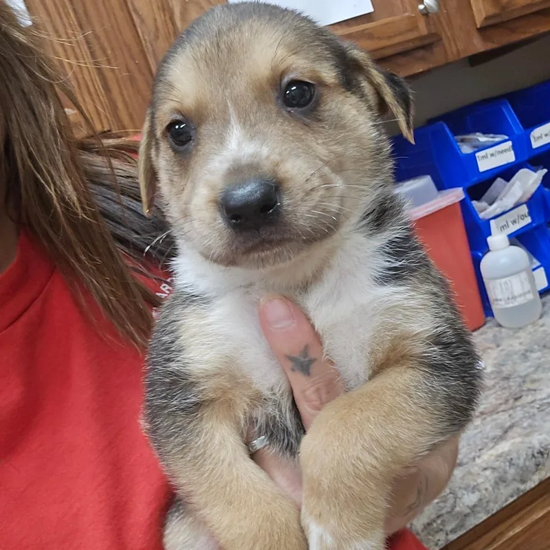 A baby small-sized male Black Shepherd dog named Rusty U for adoption in Tupelo, MS