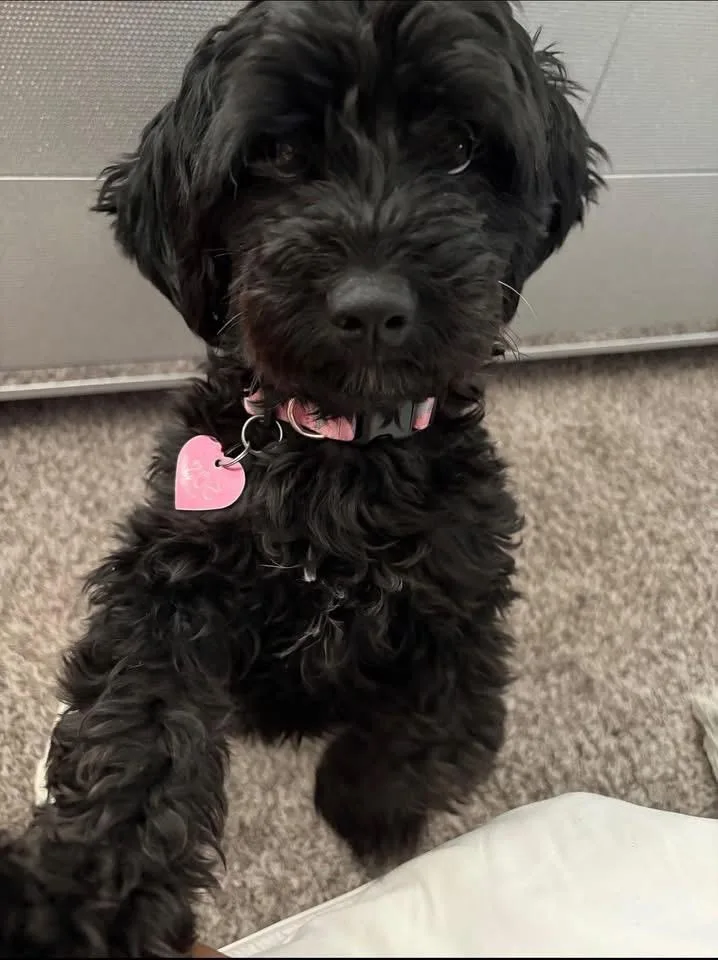 An adult small-sized female Black Miniature Poodle dog named Zoe for adoption in Little Elm, TX