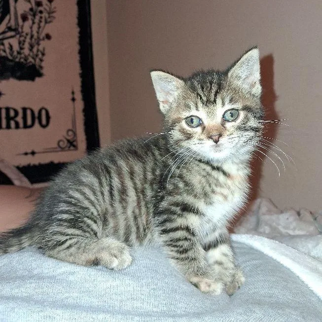 A baby medium-sized female Tabby cat named Clover for adoption in Carneys Point, NJ