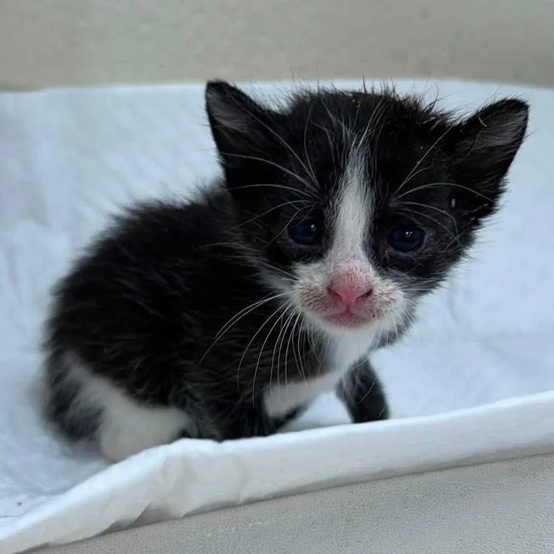 A baby small-sized female Black Domestic Short Hair cat named Opal for adoption in Bastrop, TX