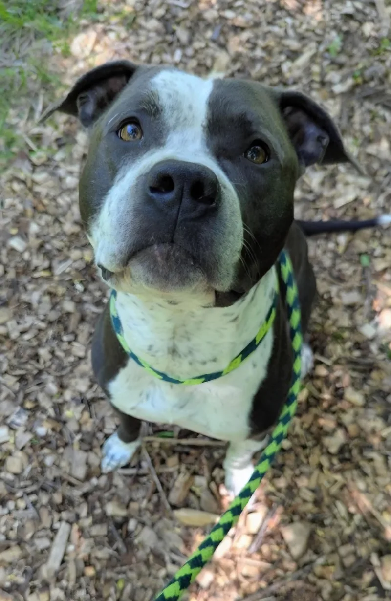 An adult large-sized male Gray / Blue / Silver Pit Bull Terrier dog named Ozzy Pawsbourne  Cl for adoption in Kansas City, MO