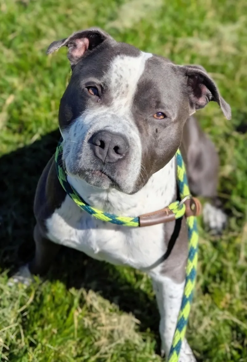 Ozzy Pawsbourne  Cl thumbnail 2