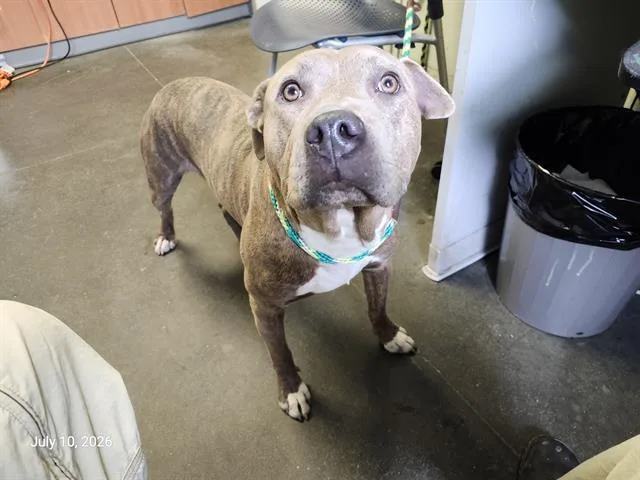 A young large-sized male Pit Bull Terrier dog named Squirt for adoption in Santa Cruz, CA
