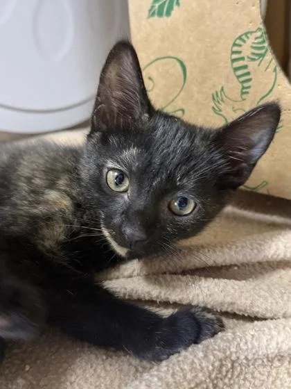 A baby medium-sized female Domestic Short Hair cat named Ramona for adoption in West Chester, PA
