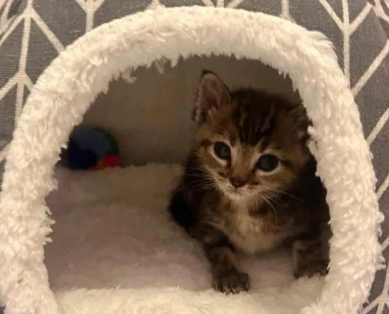 A baby medium-sized female Domestic Short Hair cat named Bunny for adoption in Columbia, MO