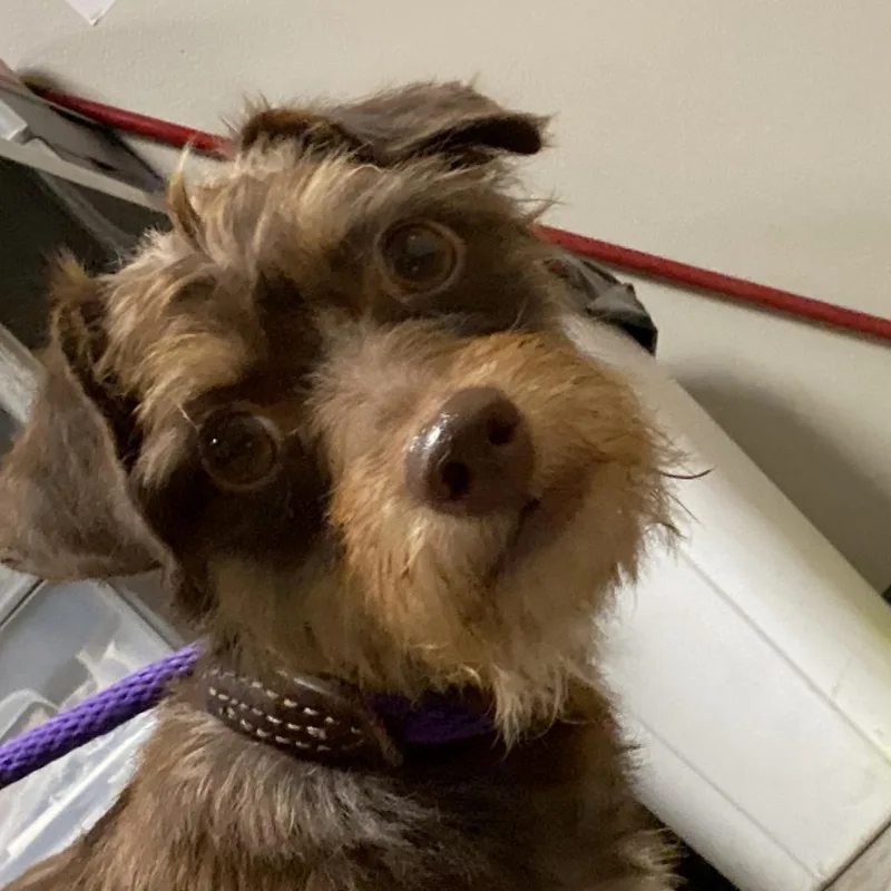 A senior small-sized male Brown / Chocolate Terrier dog named Jack for adoption in Yuma, AZ