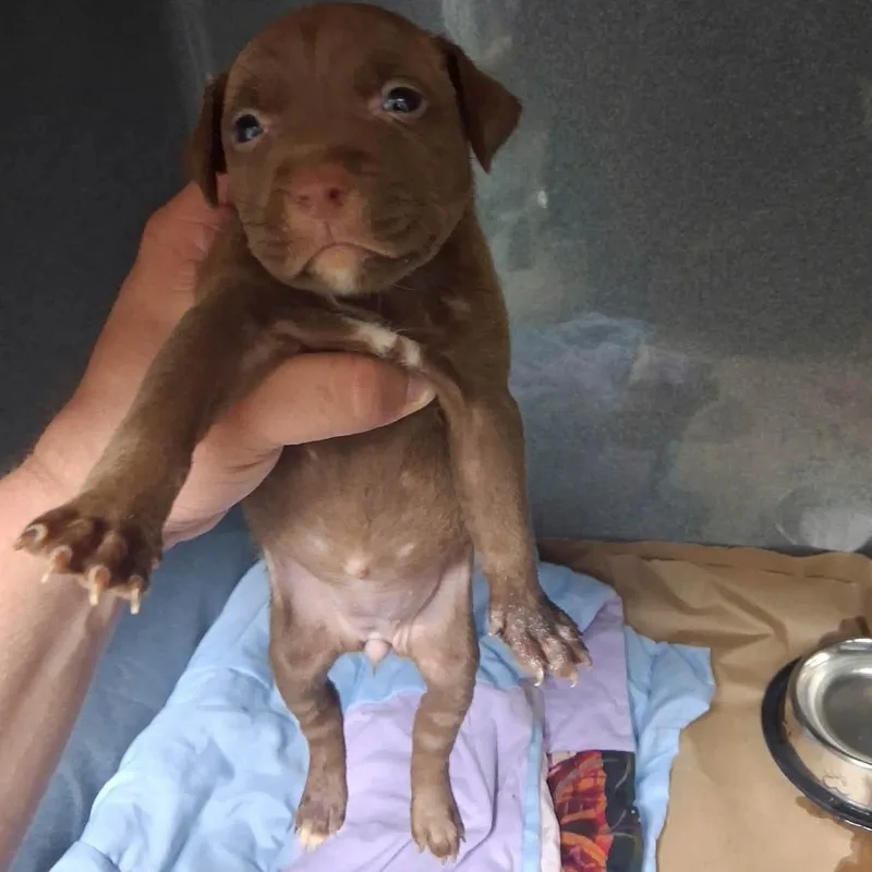A baby medium-sized female Brown / Chocolate English Bulldog dog named Mochi for adoption in Long Island City, NY