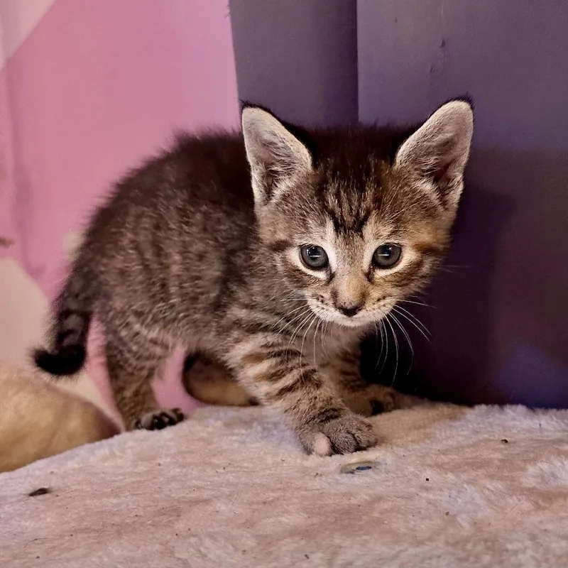 A baby small-sized female Gray / Blue / Silver Domestic Short Hair cat named Reluctant Hero for adoption in Fairfax Station, VA