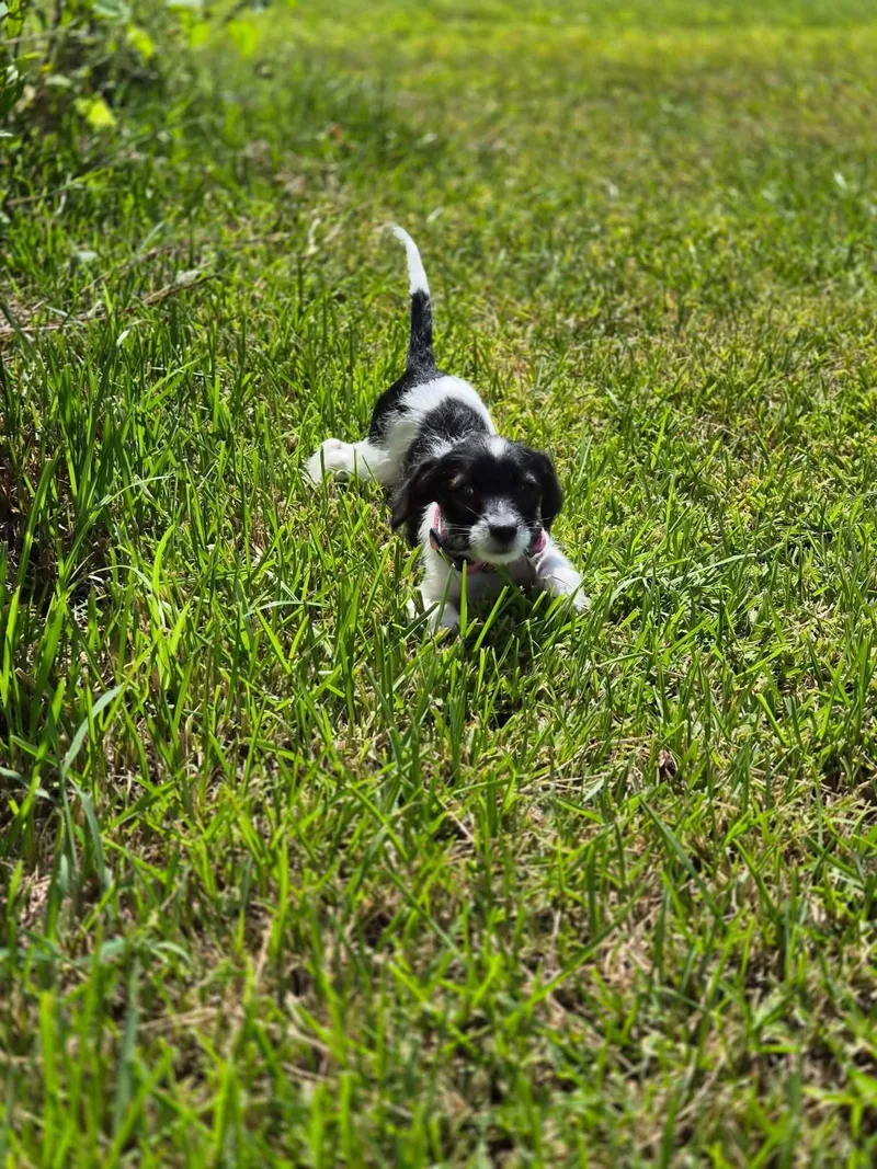 A baby small-sized female White / Cream Terrier dog named Ivy for adoption in Commerce City, CO